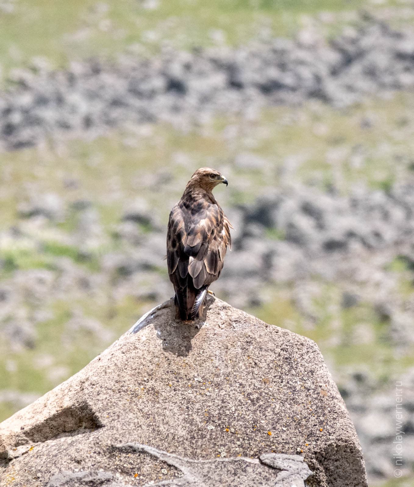 Хищная птица на камне