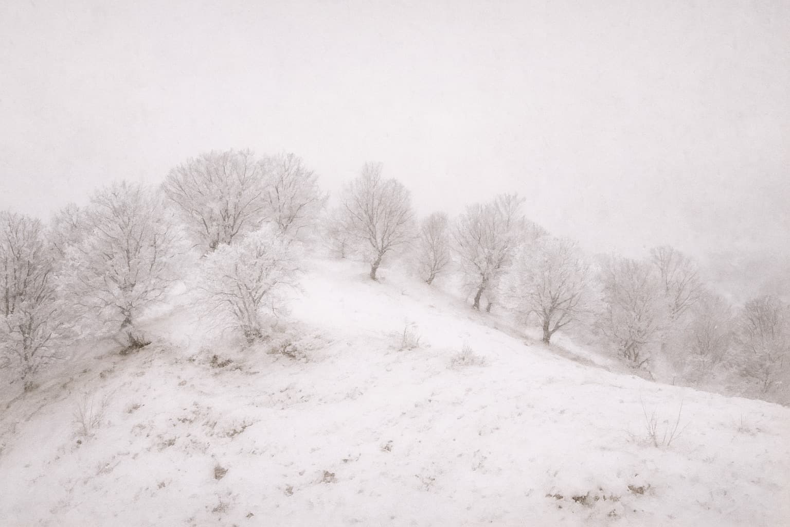Дилижанские хайки. Снежная прогулка к северу от фермы «Дили»